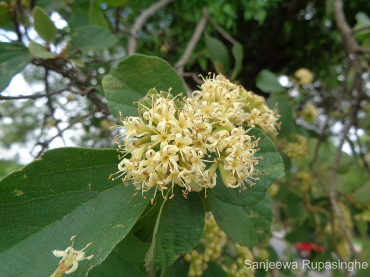 Cordia monoica Roxb.